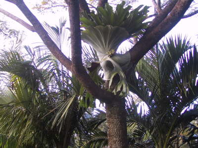 Staghorn