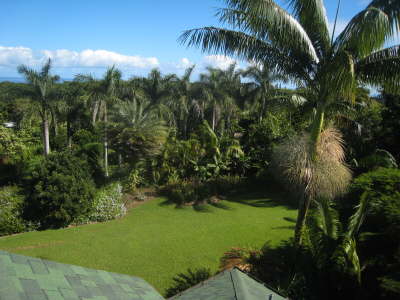Palms from roof
